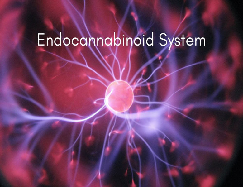 What is Endocannabinoid System ?