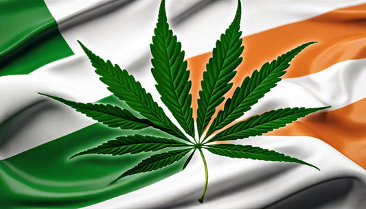 an image of cannabis leaves behin orange and green blocks