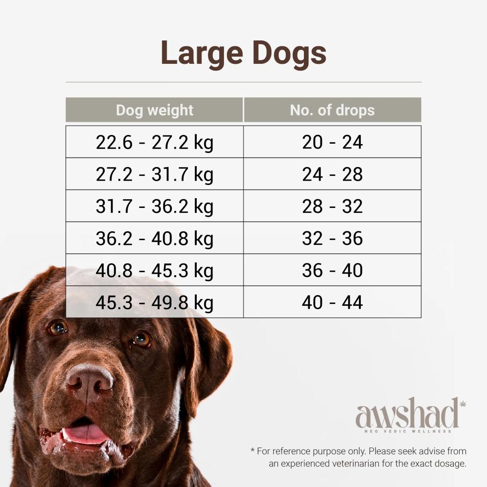 Image of a chocolate Labrador with a dosage chart for large dogs based on weight.