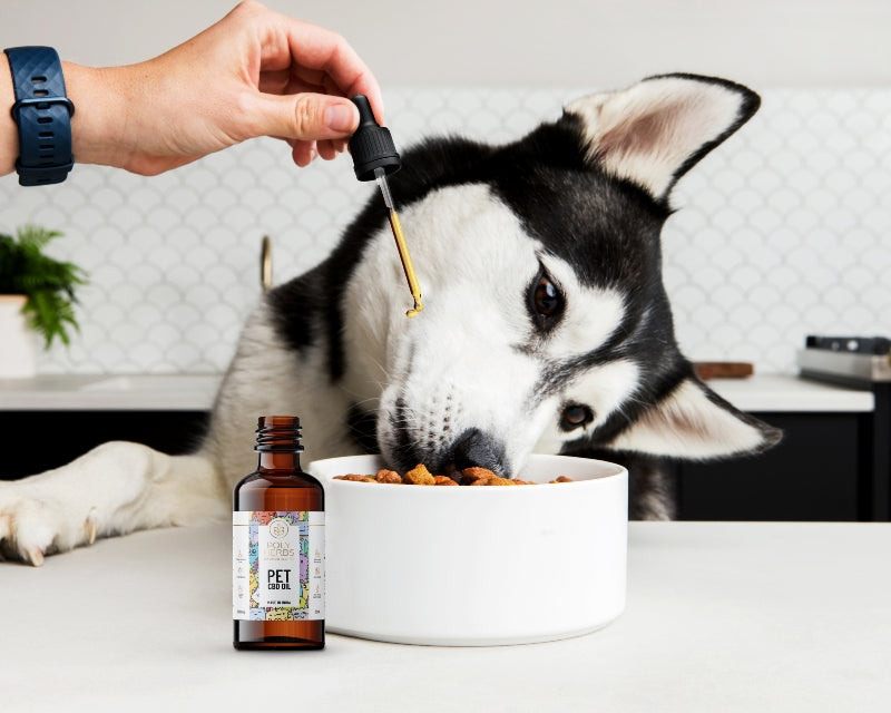Dog being fed with a bottle of  Pet CBD Oil supplement near a bowl of food.