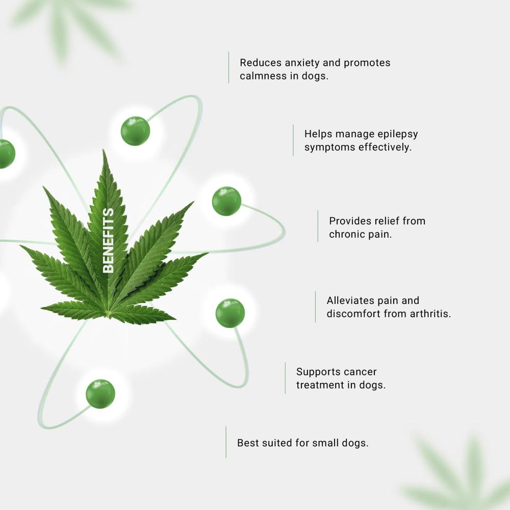 Infographic with a cannabis leaf and benefits listed, such as pain relief and anxiety reduction in dogs.