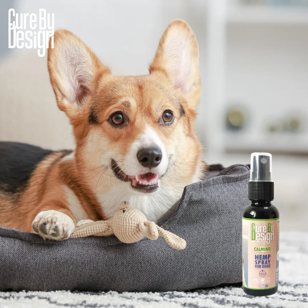 Dog lying on a bed with a bottle of Cure By Design Hemp Spray next to it.