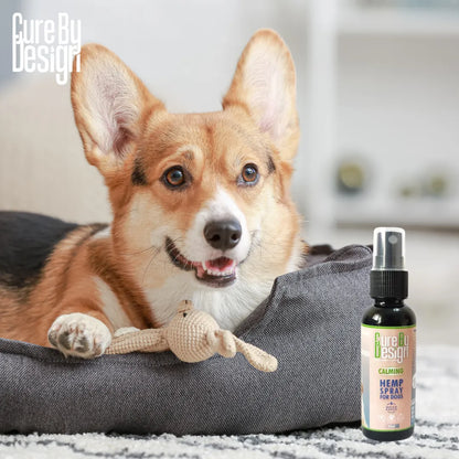Dog lying on a bed with a bottle of Cure By Design Hemp Spray next to it.