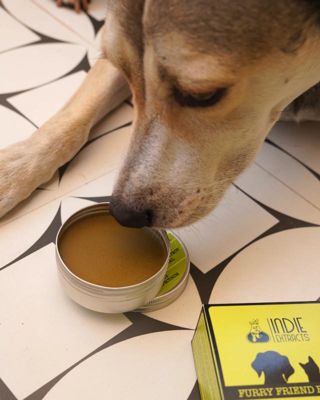 Dog sniffing an open tin of Indie Extracts Pet CBD Balm on a patterned tile floor.