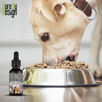 Dog eating from a bowl with a bottle of Vijaya Leaf Extract for large dogs in the foreground.