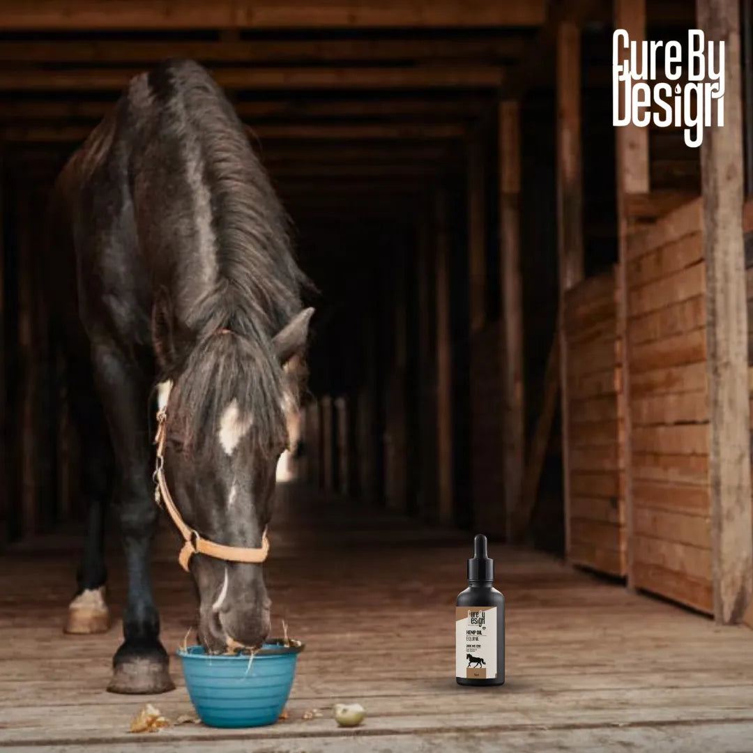 Horse eating from a blue bowl with a bottle of 'Cure By Design' product on a wooden floor.